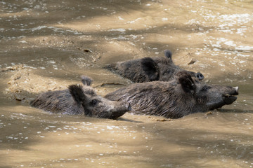Wildschweine schwimmend