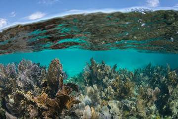 A beautiful and shallow coral reef grows in the Caribbean Sea off the coast of Belize. This area is part of the Mesoamerican Barrier Reef, the second largest reef system on Earth. © ead72
