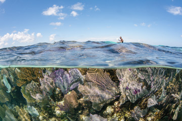 A beautiful and shallow coral reef grows in the Caribbean Sea off the coast of Belize. This area is part of the Mesoamerican Barrier Reef, the second largest reef system on Earth. © ead72