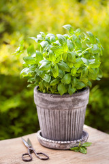 fresh basil herb in flowerpot in garden