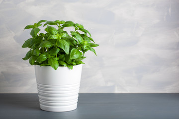 fresh basil herb in pot © Olga Miltsova