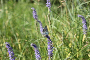 Flower and butterlfy