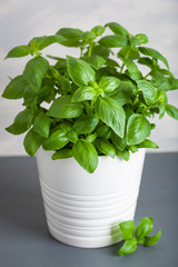 fresh basil herb in pot
