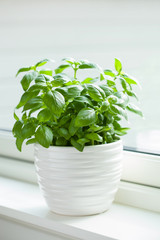 fresh basil herb in flowerpot on window