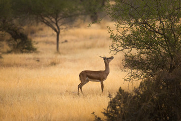 Beautiful gazelle reaching for the young leave  in the golden Savannah field.