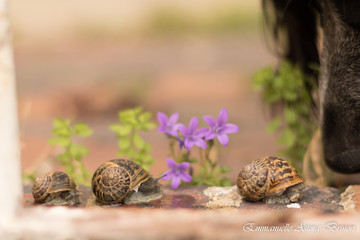 Escargots & chien