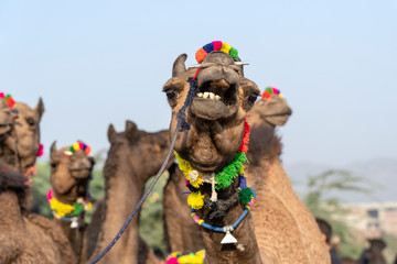 Camels in desert Thar during Pushkar Camel Fair, Rajasthan, India