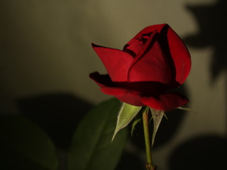rose
