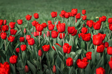 Red tulips field in sunlight.  Flower background