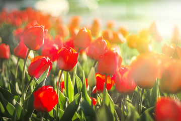 Red tulips field in sunlight.  Flower background