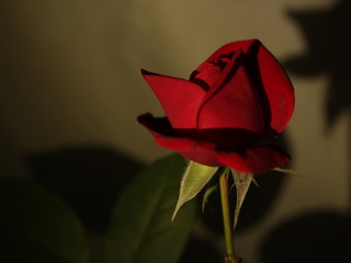 rose