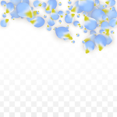 Vector Realistic Blue Petals Falling on Transparent Background.  Spring Romantic Flowers Illustration. Flying Petals. Sakura Spa Design. Blossom Confetti.