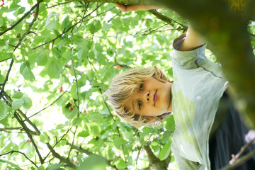 Teenage boy climbing on cherry tree