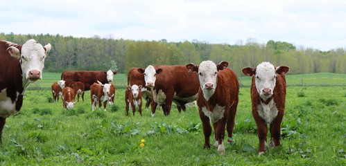 Hereford cows with newborn calves in the meadow - obrazy, fototapety, plakaty