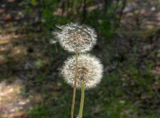two dandelions in a forest clearing