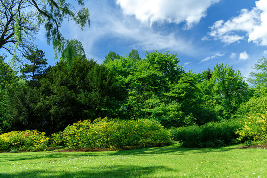 Idyllic nature landscape with vivid springtime colors- green trees and lawn in a public park on a sunny day. © WDnet Studio