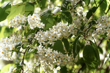 Branch of bird cherry in sunlightbackground