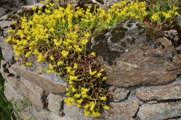 Plante jaune sauvage