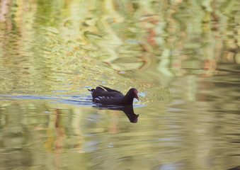 Moorhen swimming in a lake