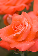 Damp Rose Flower - 湿り気あるバラの花