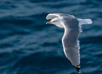 Seagull flying over blue sea