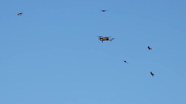 Hovering drone being swarmed, attacked by cliff swallow birds. Isolated on blue sky background.