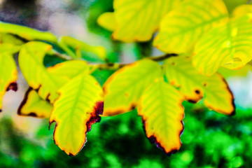 Beautiful fresh light green and yellow tree leaves blurred on nature color pattern background and wallpaper