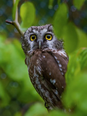 owl