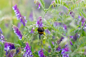 Bee sitting on purple flower feeding