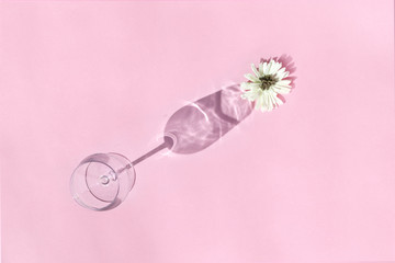 Empty wine glass with flower chamomile on shadow on pink background. Minimal style. Art design. Top view, flat lay.