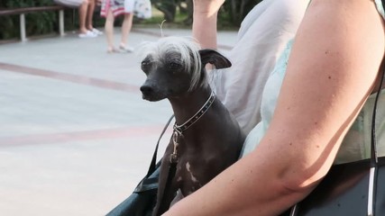 Slow motion video. Chinese crested dog. The animal in the woman's arms. In the street. The brown color of the skin. The collar on the animal.