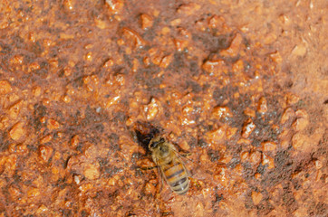Isolated Bee On Concrete Surface