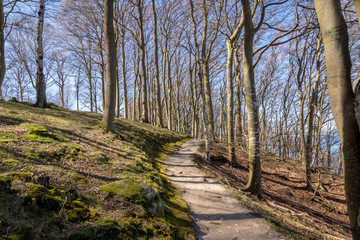 Promenade le long d'un sentier en forêt dans la nature