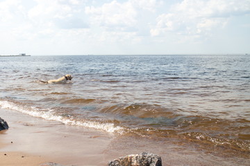 Fototapeta premium dog playing in the water on the coast on a sunny day