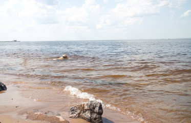 dog playing in the water on the coast on a sunny day