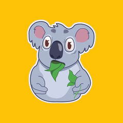 funny koala eats eucalyptus leaf