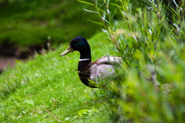A male mallard duck (Anas platyrhynchos) looking from out of grass hiding