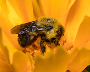 Common Eastern Bumble Bee covered in pollen while feeding on a yellow wildflower
