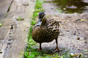 A female fat mallard duck (Anas platyrhynchos) walking towards viewer