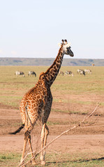 Africa