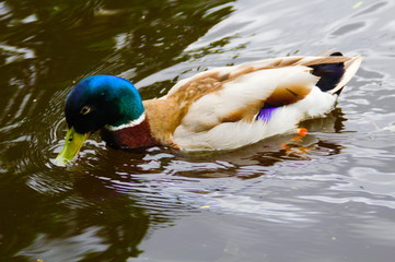 A male mallard duck (Anas platyrhynchos) swimming