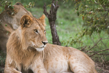 Africa