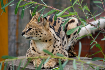 wild cat serval lies in a tree