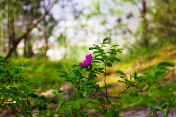 A pink flower on green blurred background