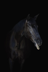 Fototapeta na wymiar black horse isolated on black background puts out tongue 