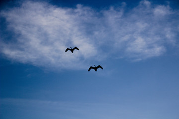 Two storks (Ciconiidae) flying in sky