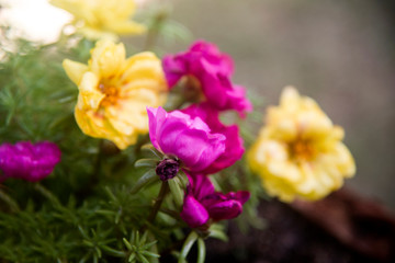 Fototapeta premium portulaca wymieszać na doniczce w ogrodzie