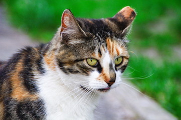 common cat closeup