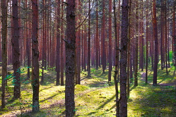 green forest with shadows from sun