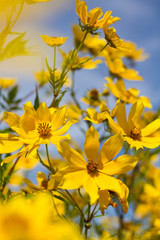 Yellow Flowers